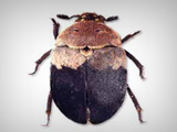 Larder beetle, Carpet beetle, Wood louse 