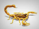 Scorpion 